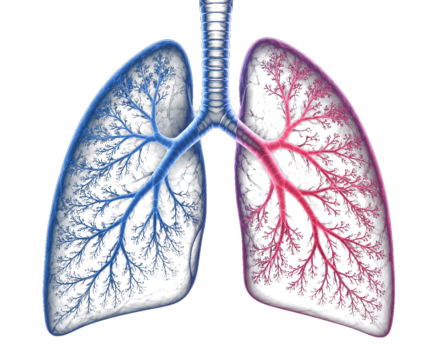 Illustration of human lungs and the bronchial tree